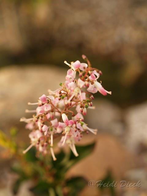 Elliottia paniculata.jpg